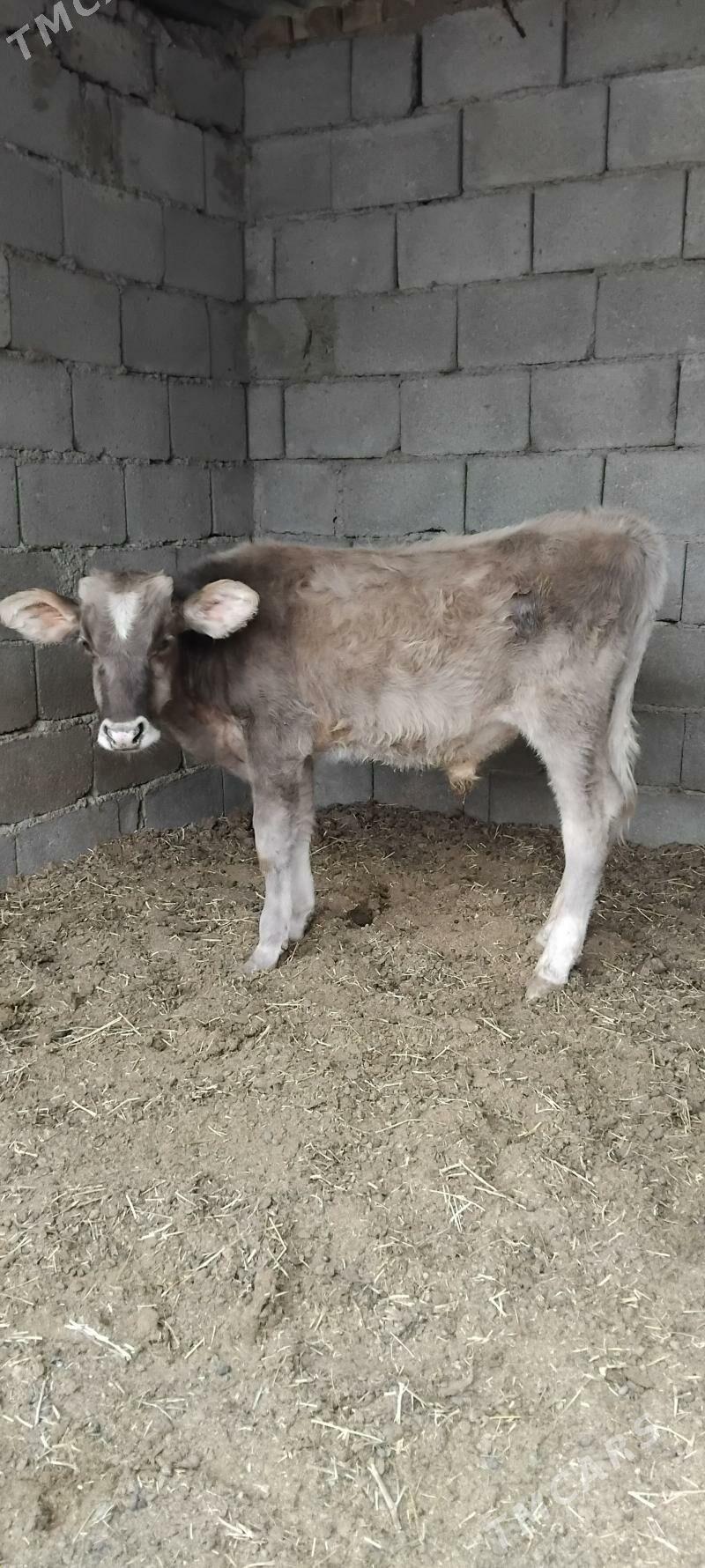 2.ŞWES OKUZ - Бузмеин - img 3