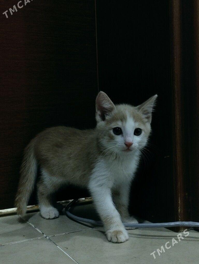 Pisik, Кошка - Moskowskiý köç. (10 ýyl abadançylyk şaýoly) - img 2