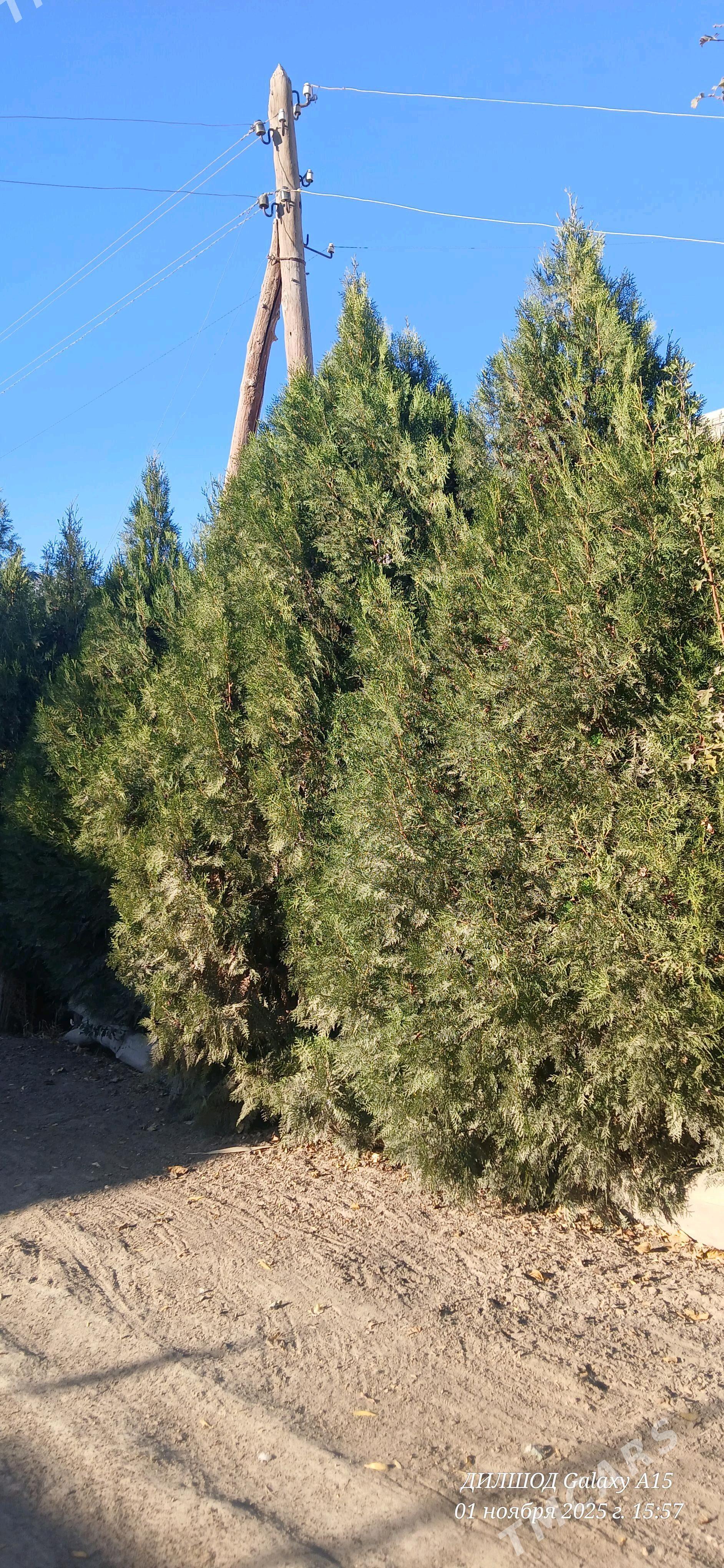 ýolka nahal  - Şabat etr. - img 2