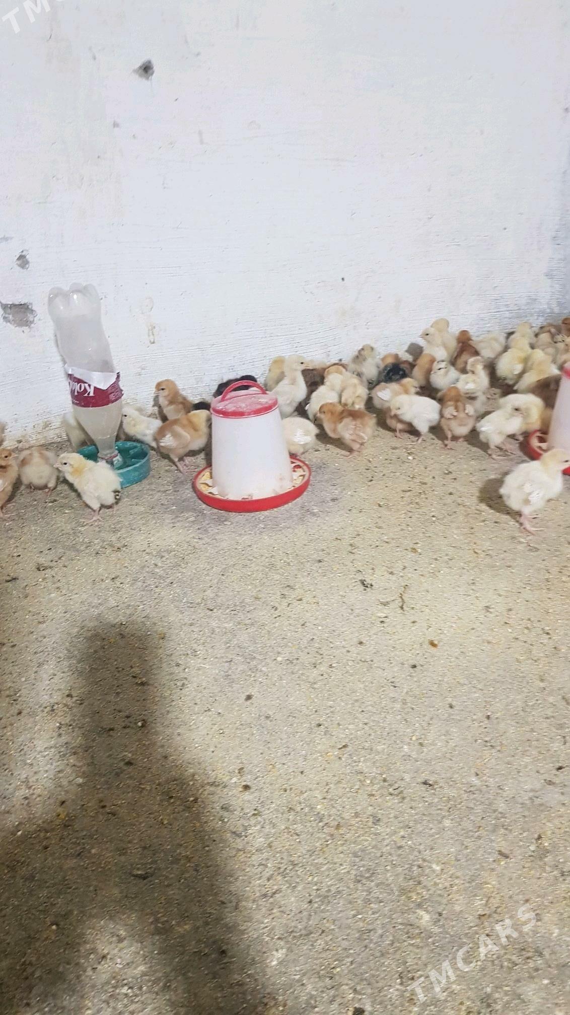 lohman braun juje - Herrikgala - img 1