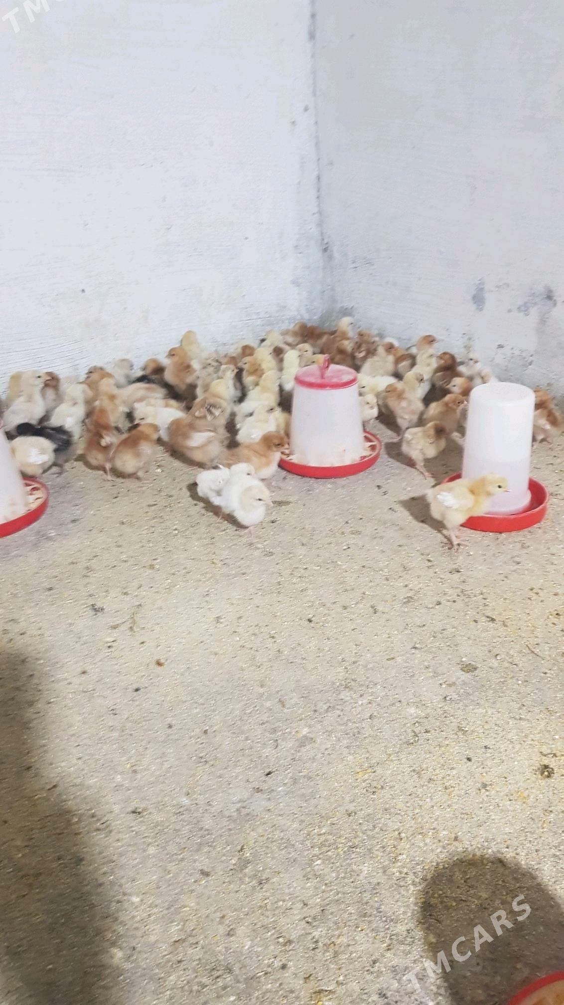 lohman braun juje - Herrikgala - img 2