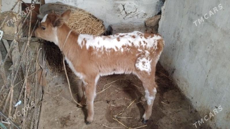 sygyr - Aşgabat - img 3