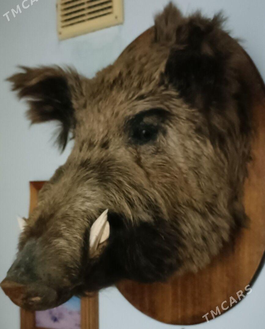 Для любителей. - Ашхабад - img 4