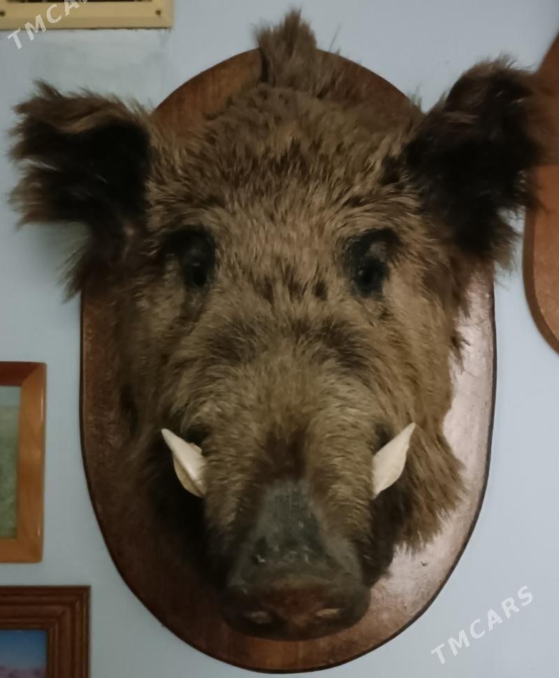 Для любителей. - Ашхабад - img 3