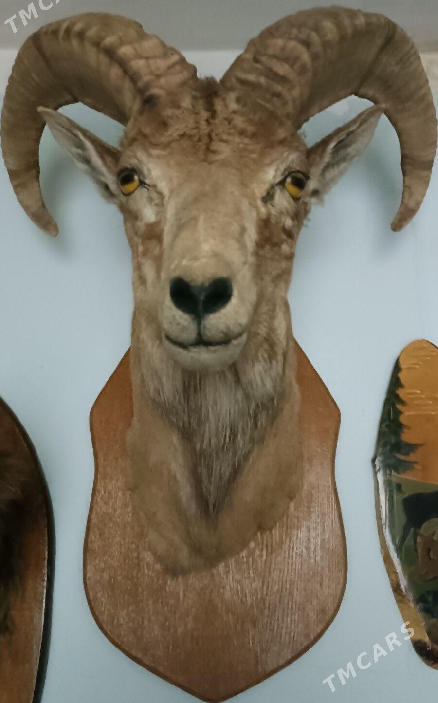 Для любителей. - Ашхабад - img 2