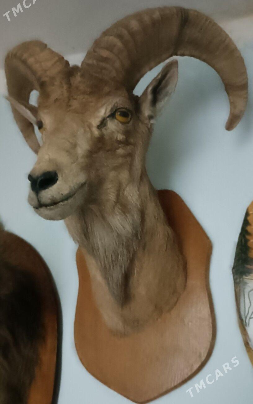 Для любителей. - Ашхабад - img 1