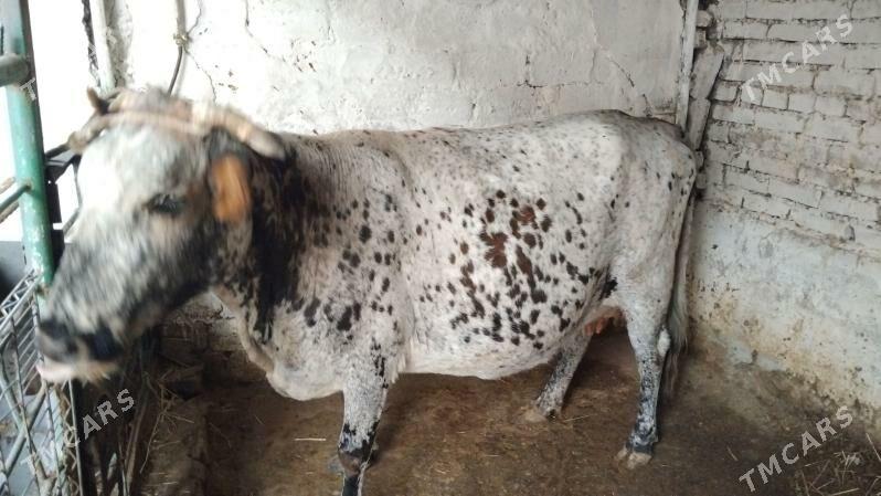 sygyr - Aşgabat - img 1