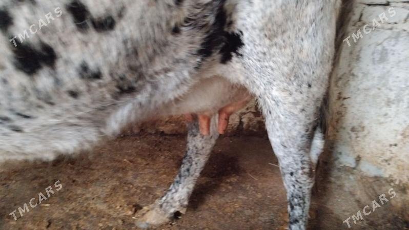 sygyr - Aşgabat - img 2