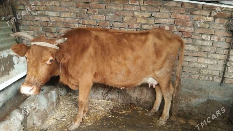 sygyr - Aşgabat - img 2