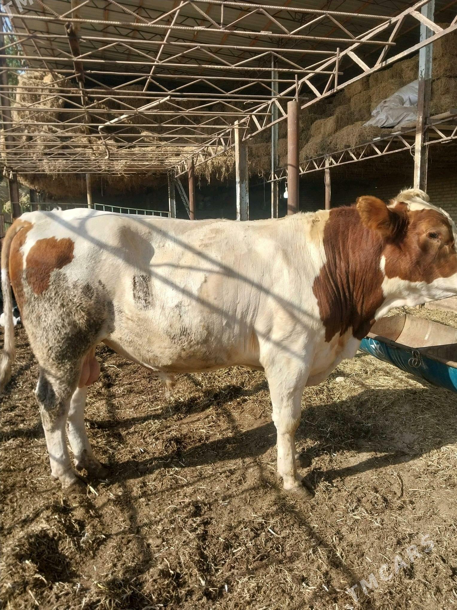 Smental okuz. - Саят - img 2