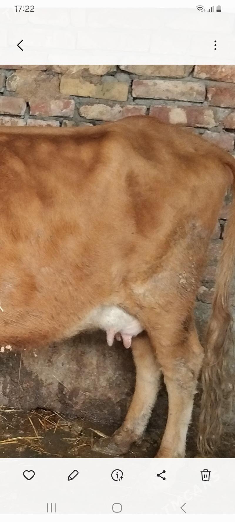 sygyr - Aşgabat - img 3