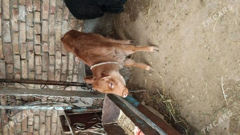 sygyr - Aşgabat - img 4