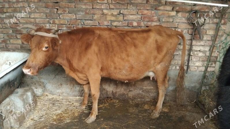 sygyr - Aşgabat - img 1