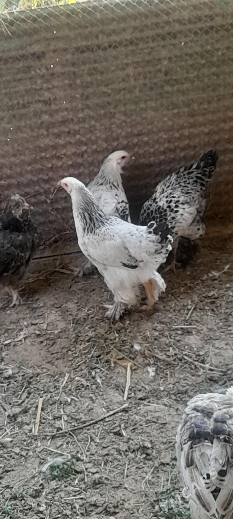 bramalar gyssagly - Бахарден - img 1