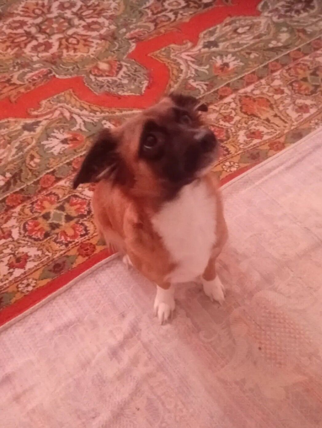 Дворняжка девочка - Мир 4 - img 1