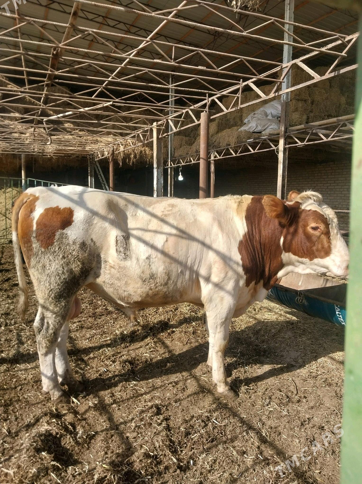 Smental okuz. - Саят - img 3