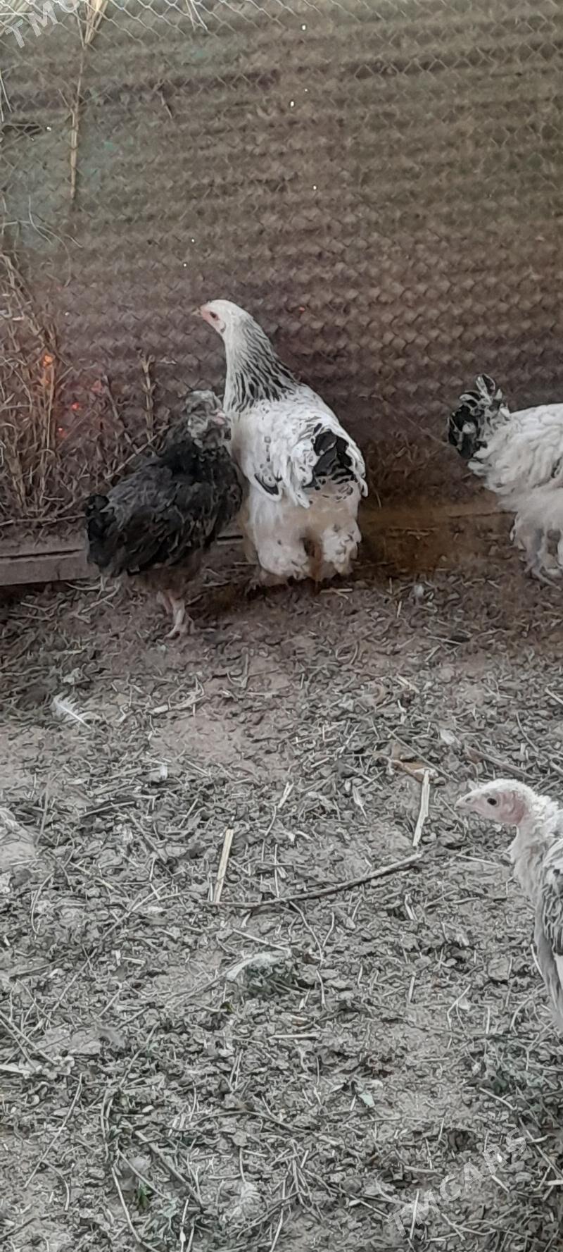 bramalar gyssagly - Бахарден - img 3