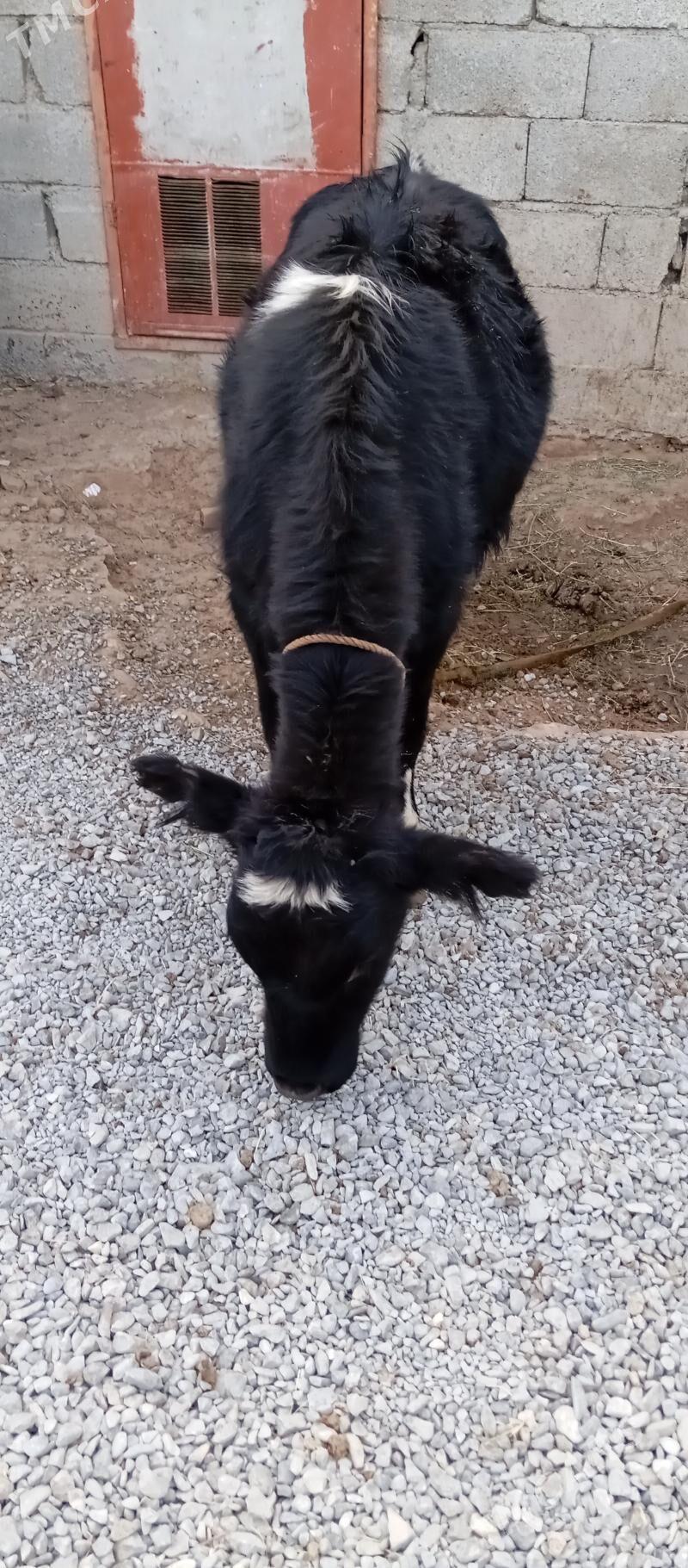 goleli sygyr - Чоганлы - img 2