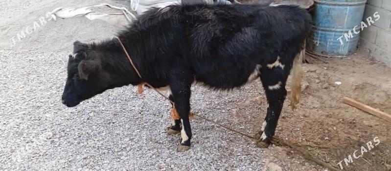 goleli sygyr - Чоганлы - img 3