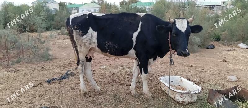 goleli sygyr - Чоганлы - img 6