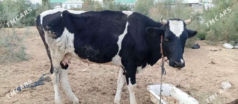 goleli sygyr - Чоганлы - img 5