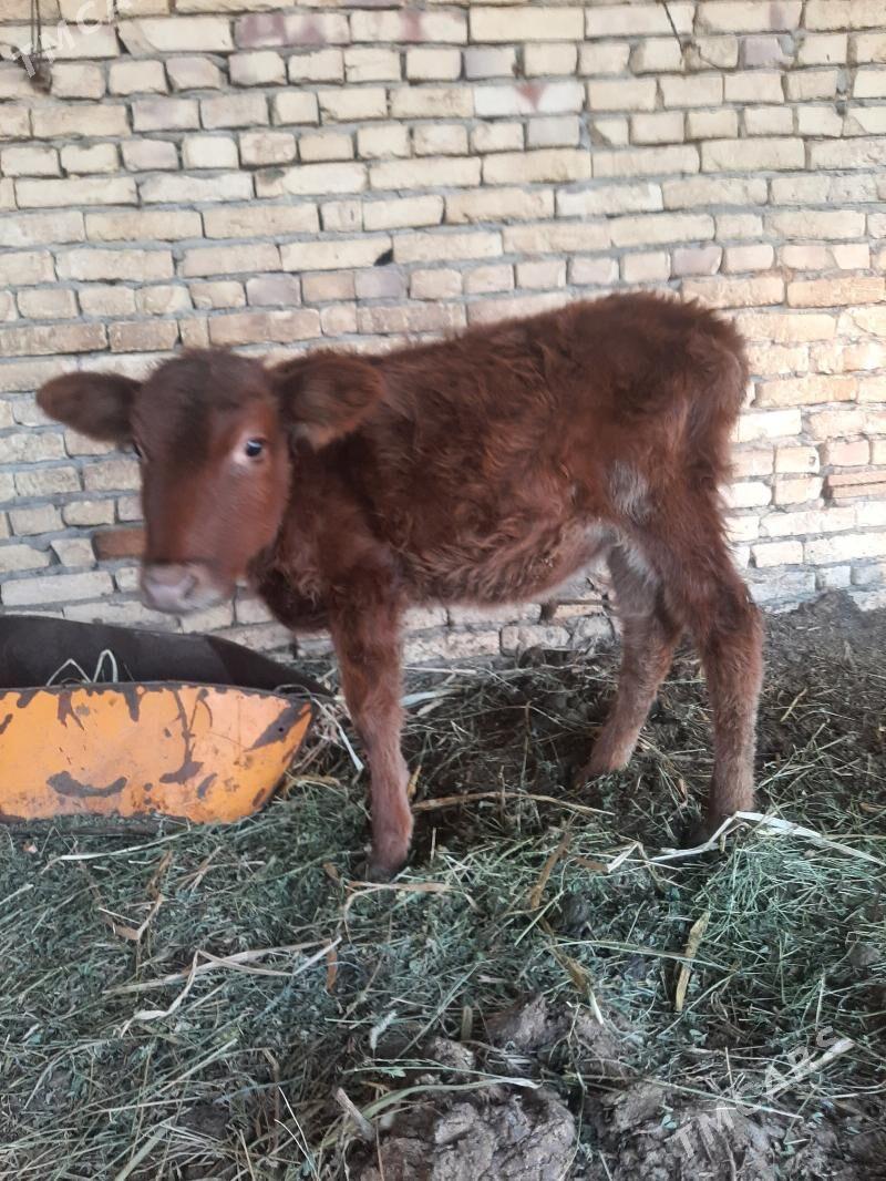 unajyn - Дянев - img 2