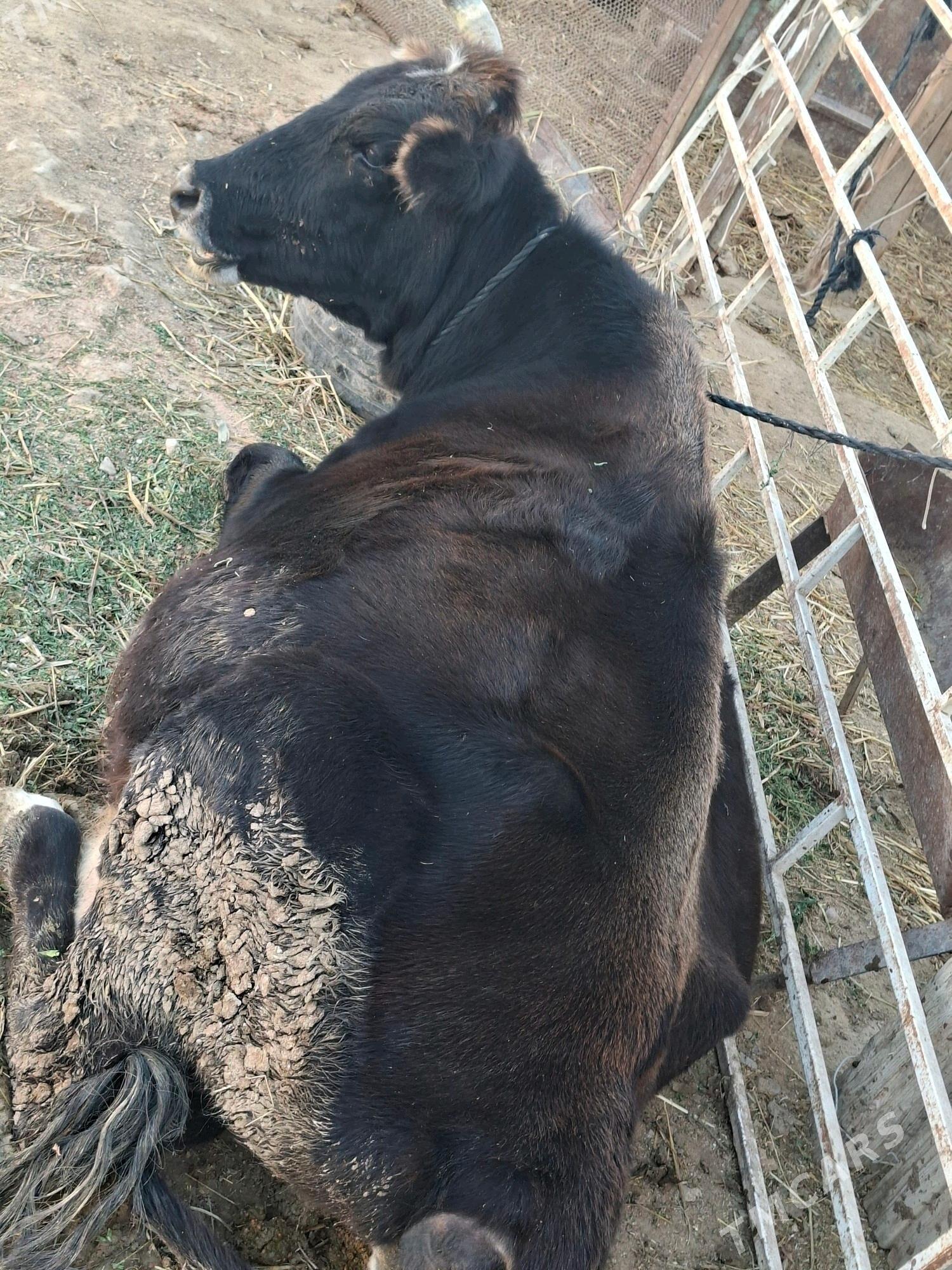 göleli sygyr - Туркменбаши - img 2