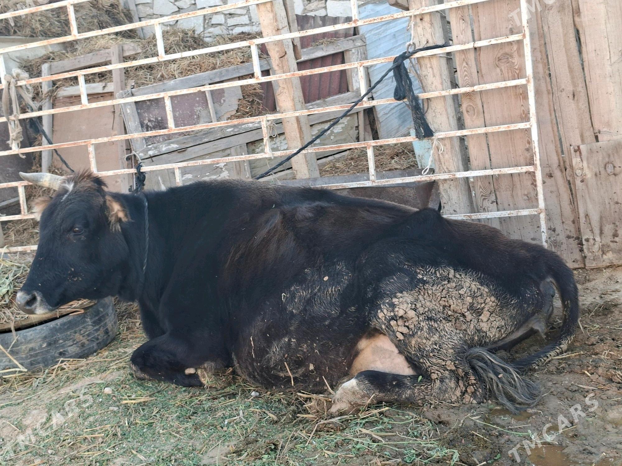 göleli sygyr - Туркменбаши - img 3