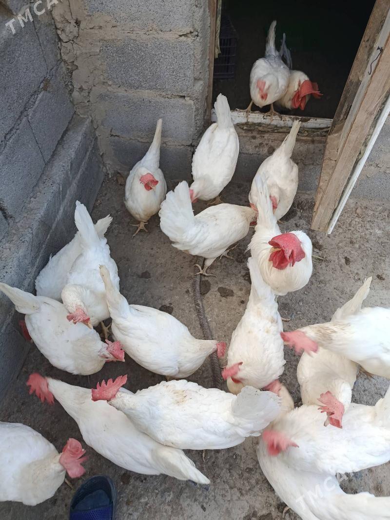 towuk guzlaýjy ak towuk - Бахарден - img 2