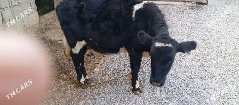 goleli sygyr - Чоганлы - img 4