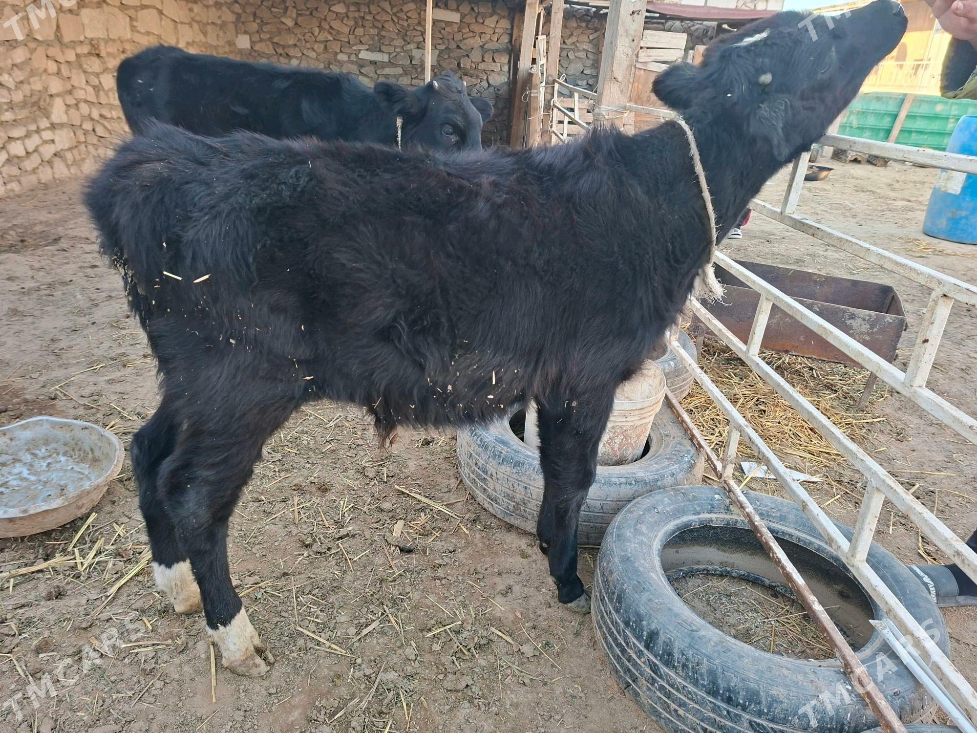 göleli sygyr - Туркменбаши - img 4