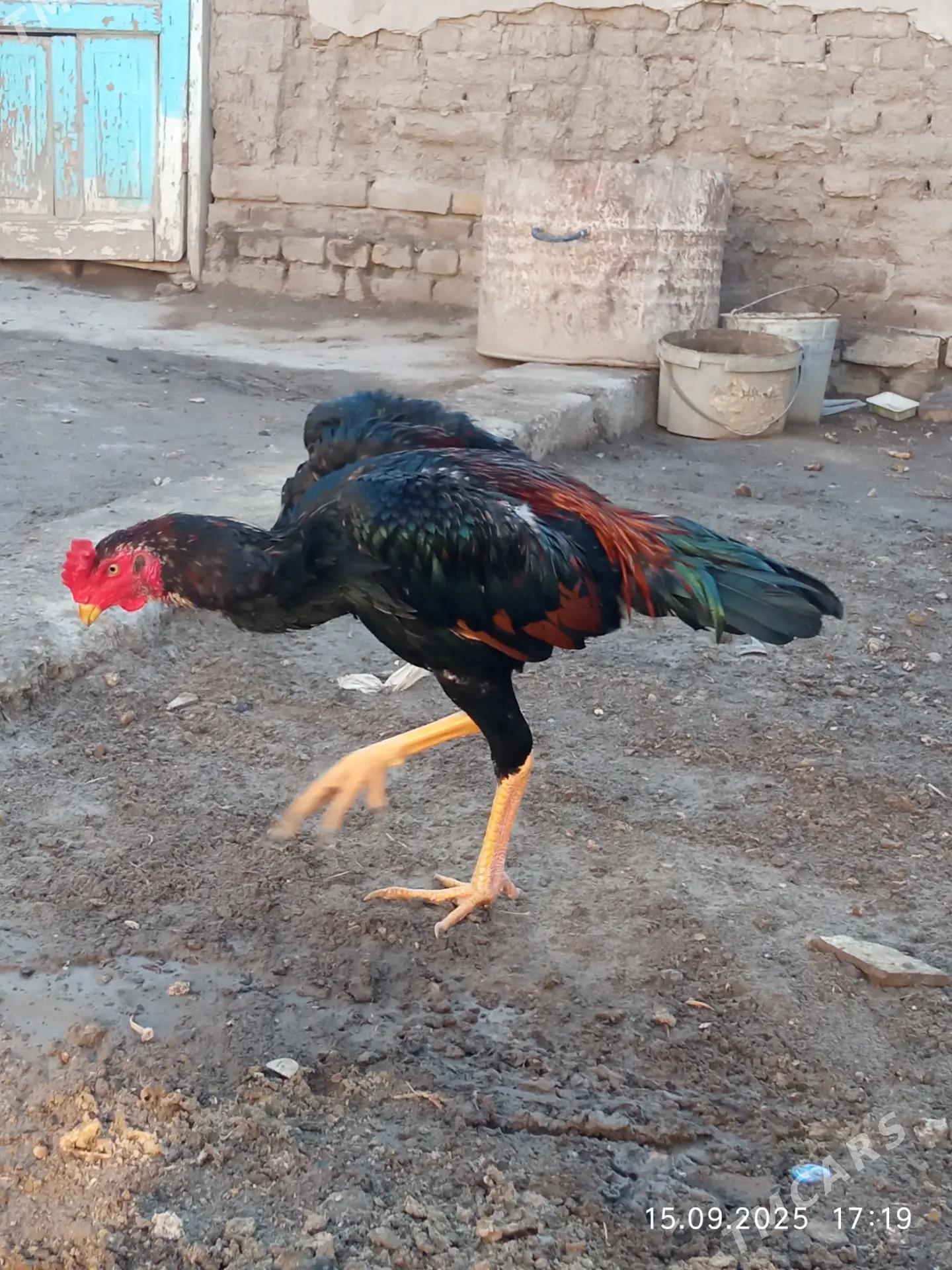 Juje - Daşoguz - img 3