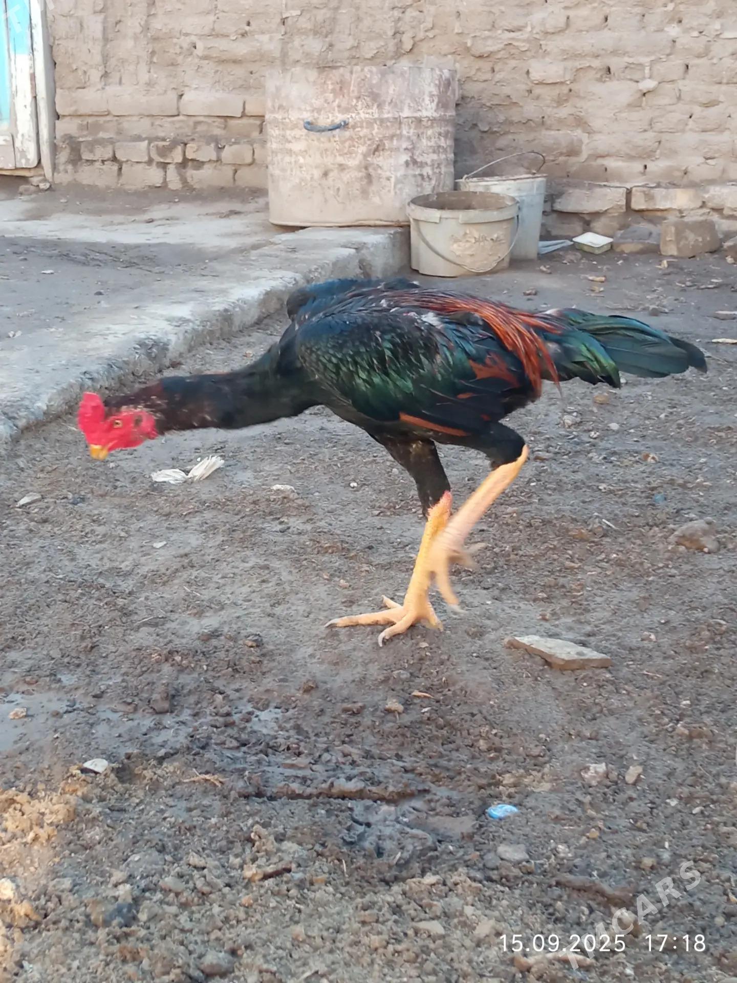 Juje - Daşoguz - img 2