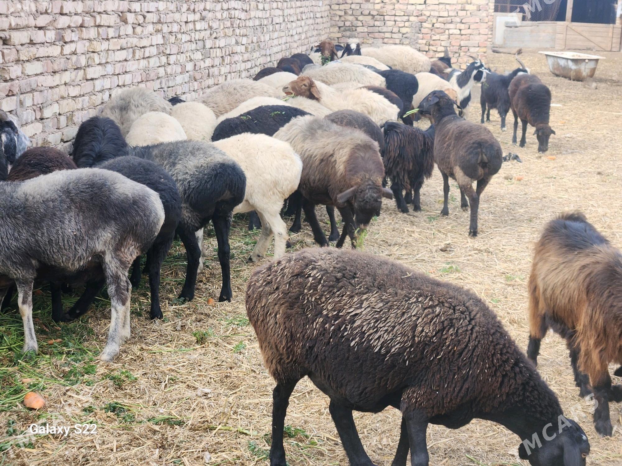 Гисар - Türkmenabat - img 1