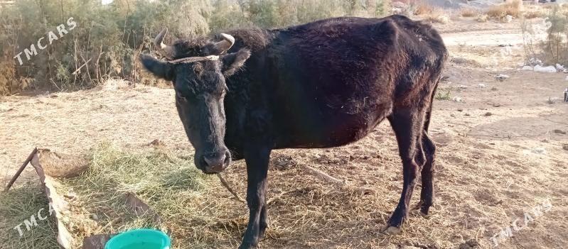 bogaz sygyr - Çoganly - img 2