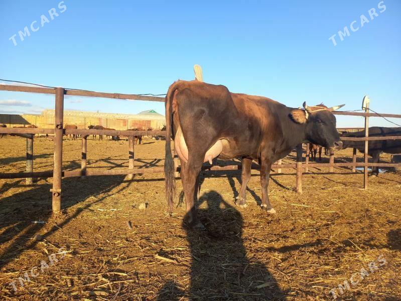 göleli. - Векильбазар - img 9