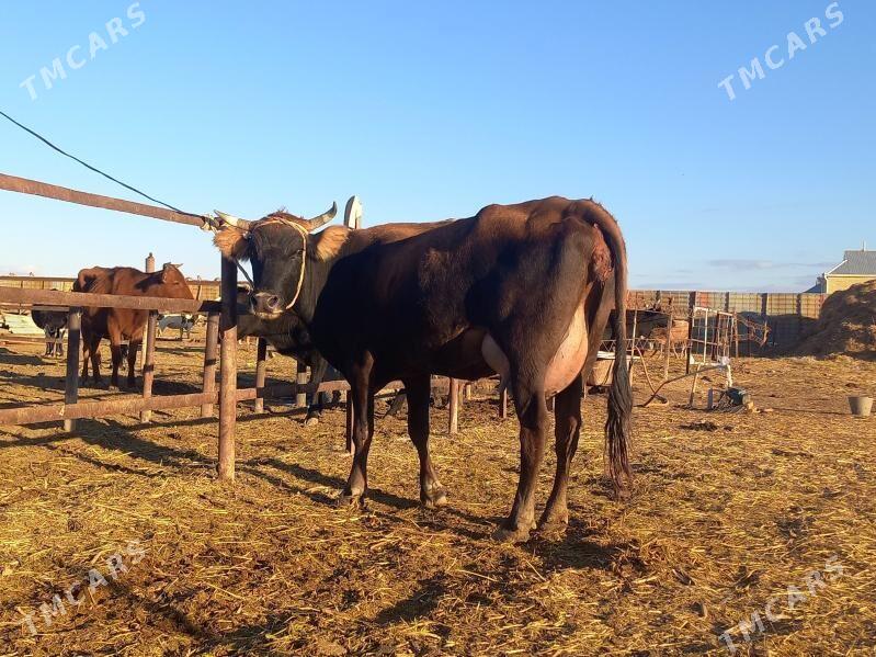 göleli. - Векильбазар - img 3