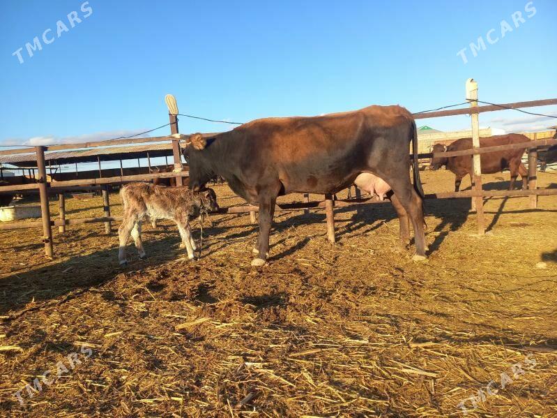 göleli. - Векильбазар - img 6