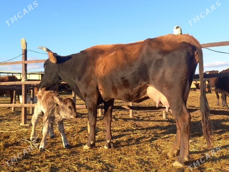 göleli. - Векильбазар - img 2