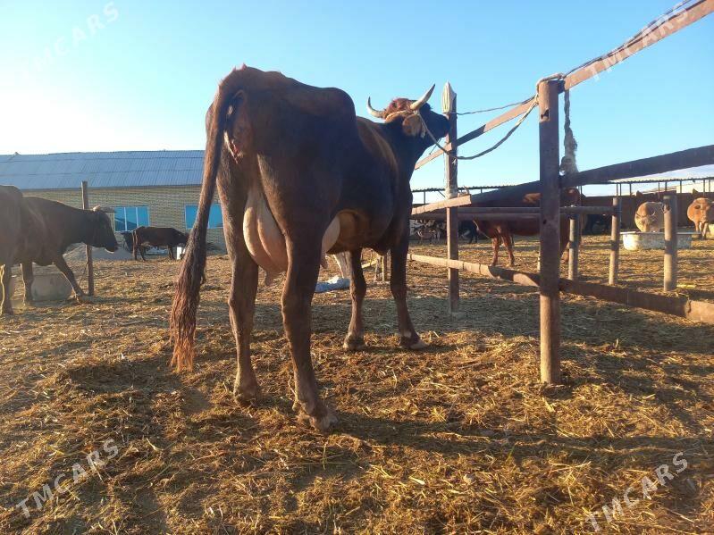 göleli. - Векильбазар - img 8