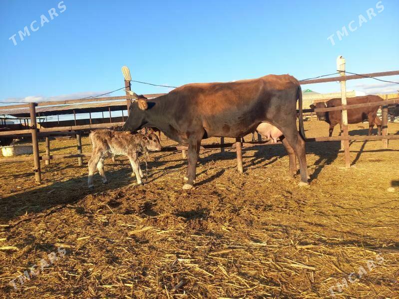 göleli. - Векильбазар - img 7