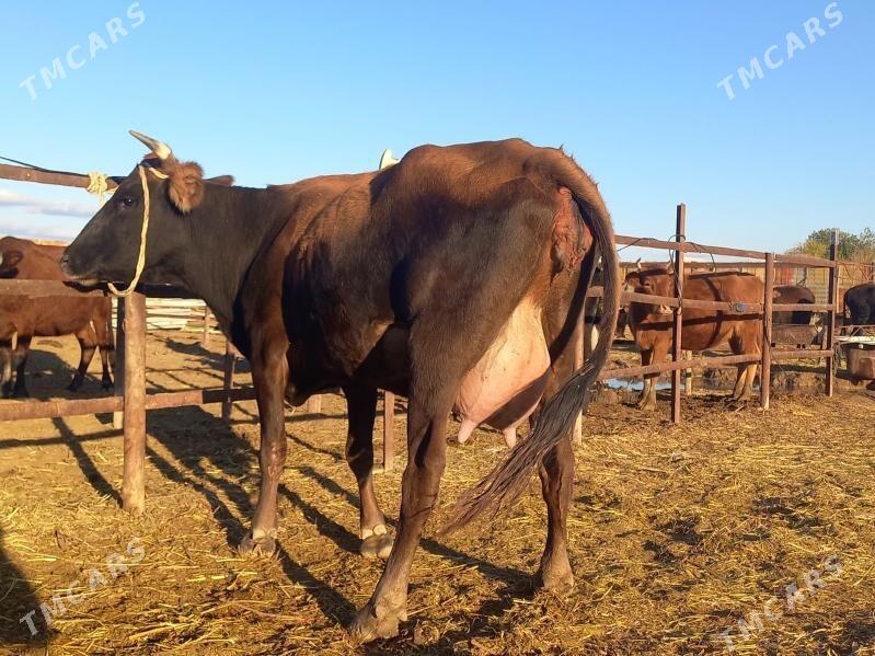 göleli. - Векильбазар - img 4