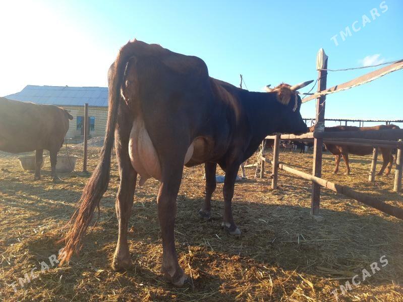 göleli. - Векильбазар - img 5