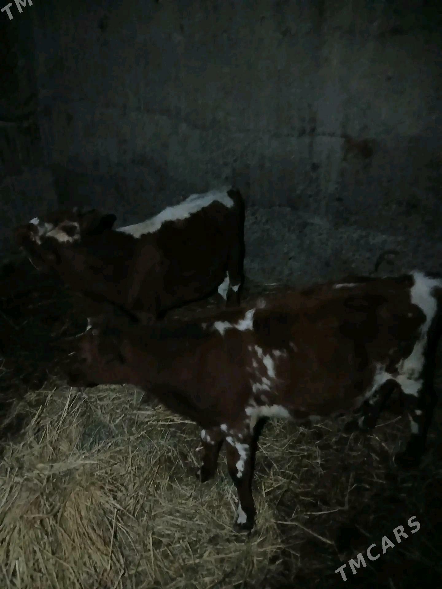 Tuwe - Büzmeýin - img 2