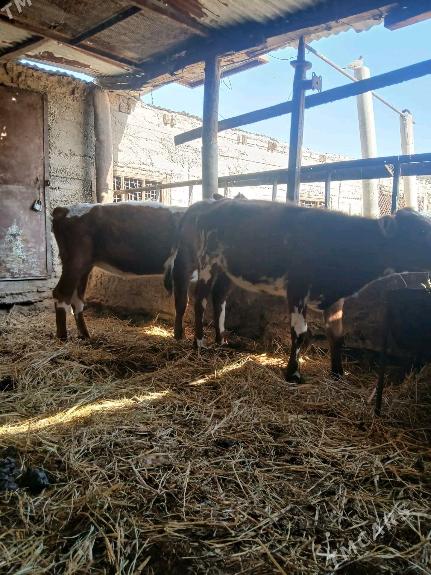 Tuwe - Büzmeýin - img 3