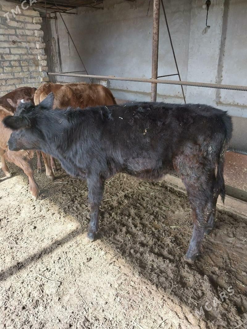 Goleli sygyr. - Саят - img 3