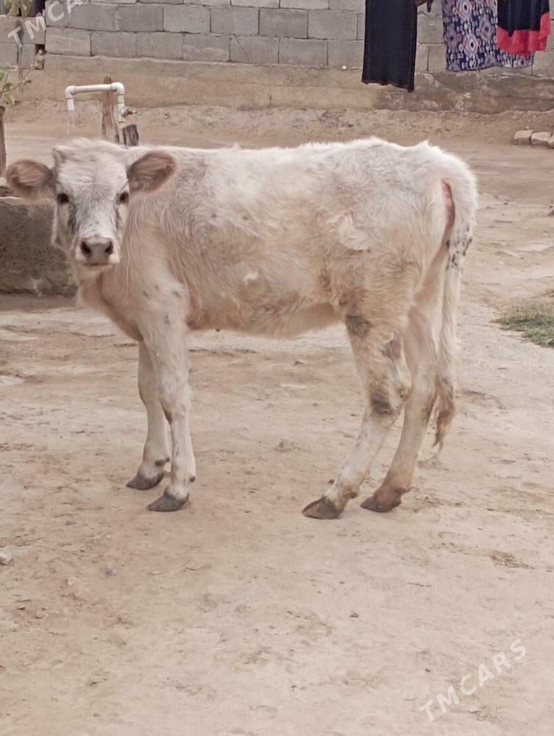 TUWE - Aşgabat - img 1