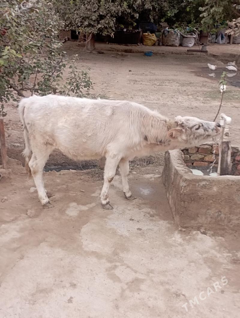 TUWE - Aşgabat - img 4