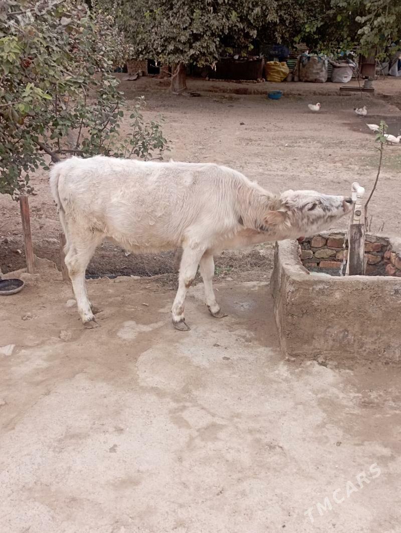 TUWE - Aşgabat - img 5