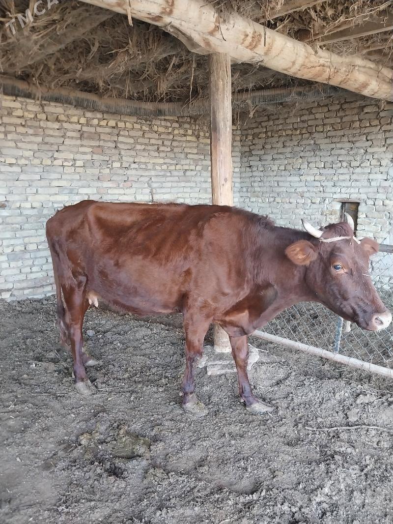 Goleli sygyr. - Саят - img 2